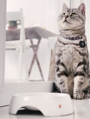 american shorthair cat